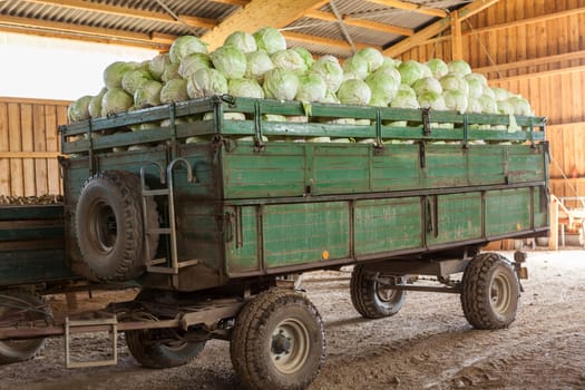 Freshly harvested potatoes and cabbage on a trailer in a barn on a farm