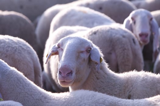 a graze with sheeps that wants to come to light