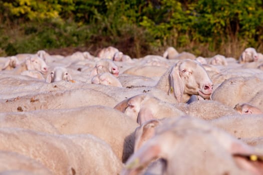 sheep that want to emerge from a flock of a lot of sheeps