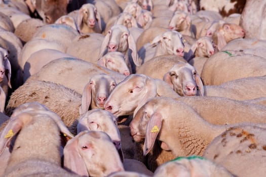 a lot of white or gray animals like sheeps, donkeys, goats and animals everywhere...