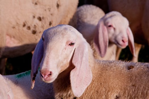 a lot of white or gray animals like sheeps, donkeys, goats and animals everywhere...