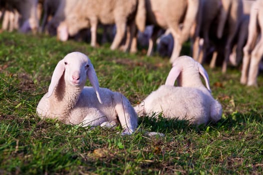a couple of little brothers lambs