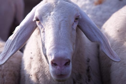 this is a close up of sheep snout
