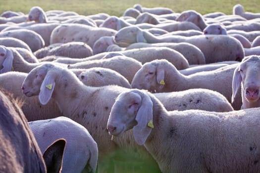 sheeps on the sunset grazing pacefully in the countryside