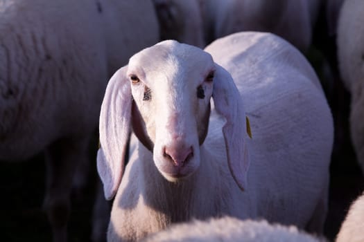 this is a little sheep very curious to know what the heck are you watching