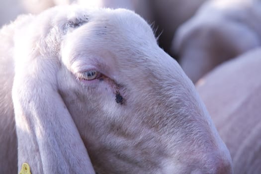 this is a close up of sheep snout