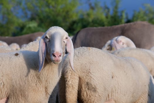 a sheep among sheeps watching camera