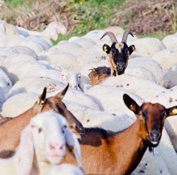 a little goat rising his horns and very curious