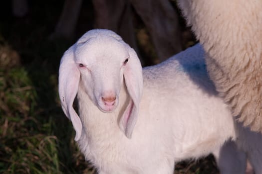 I'm a little white lamb near the body of my mother and I have fear