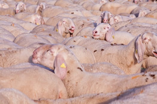 sheep that want to emerge from a flock of a lot of sheeps
