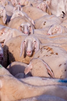 a lot of white or gray animals like sheeps, donkeys, goats and animals everywhere...