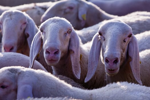 a pair of curious sheeps watching you in camera and wandering what are you doing there
