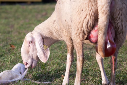 mother ship taking care of a newborn little lamb