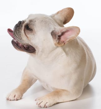 french bulldog puppy laying down panting on white background