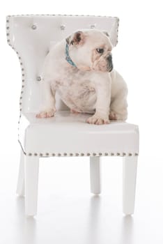 english bulldog puppy sitting on a white chair on white background