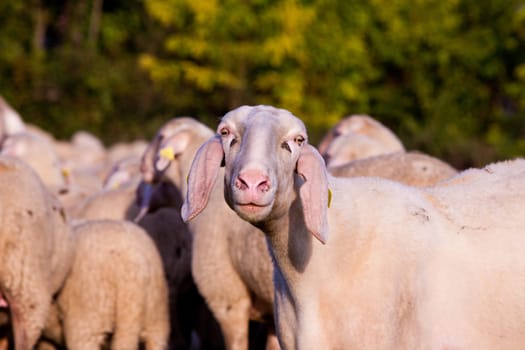 white sheeps in the countryside watching you wandering why you are so strange and weird