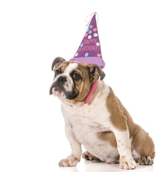 birthday dog - english bulldog wearing birthday headband on white background