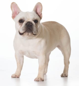 french bulldog puppy standing looking at viewer on white background
