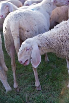 sheep bleating on a grass field near the back of another sheep