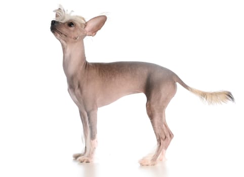 chinese crested puppy looking up on white background