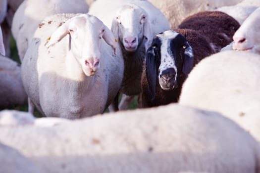 yes I'm the black sheep of the family amd I'm ugly too