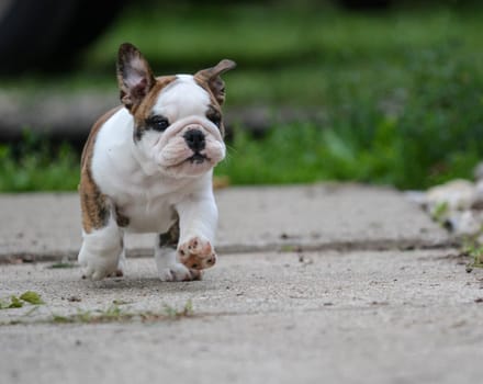 english bulldog puppy running on the sidewalk