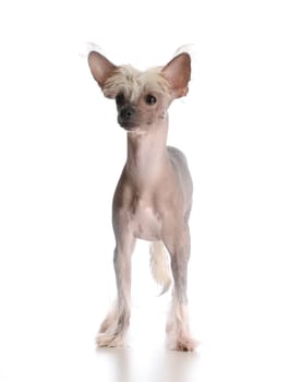 chinese crested puppy looking at viewer on white background