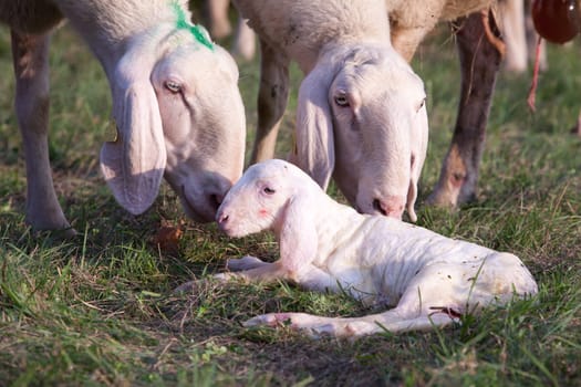 mother ship taking care of a newborn little lamb