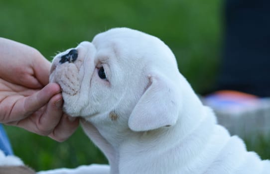 hand holding face of english bulldog puppy