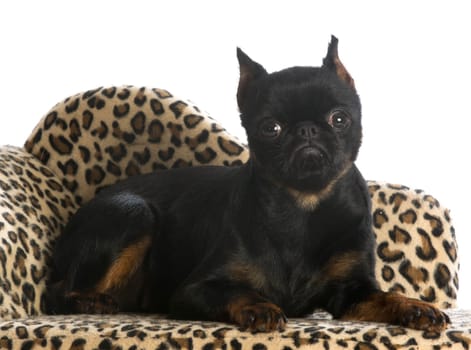 brussels griffon laying down on leopard print bed
