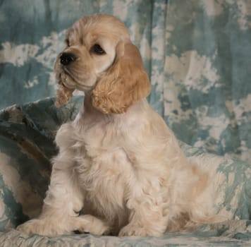 cute american cocker spaniel puppy sitting on green backdrop