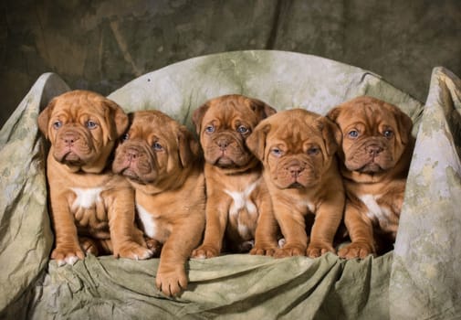 litter of dogue de bordeaux puppies - 5 weeks old