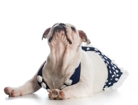 english bulldog puppy wearing bathing suit isolated on white