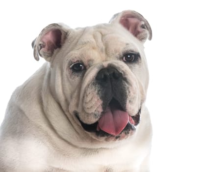 cute english bulldog puppy - 6 months old