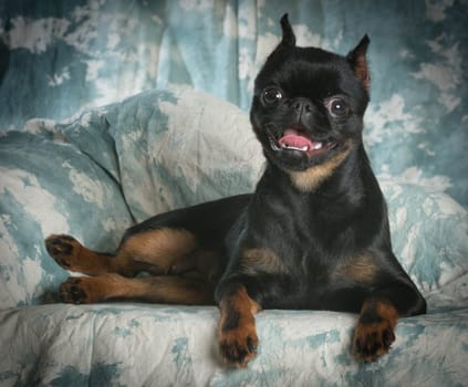 brussels griffon laying down on green background