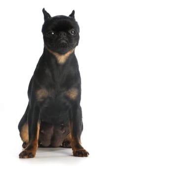 brussels griffon sitting looking at viewer isolated on white background