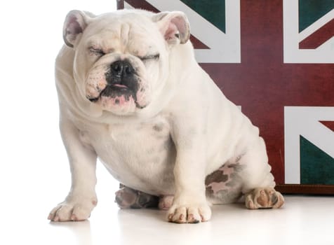 english bulldog puppy sitting in front of union jack flag on white background