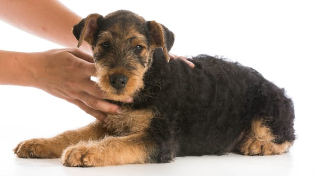 hands holding on airedale terrier puppy