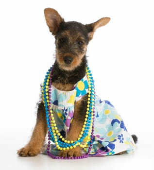 female airedale terrier puppy wearing dress and colorful beads on white background