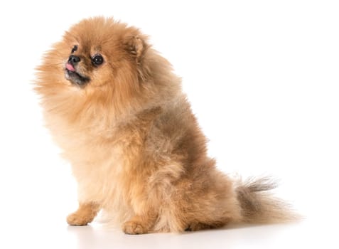pomeranian looking up
