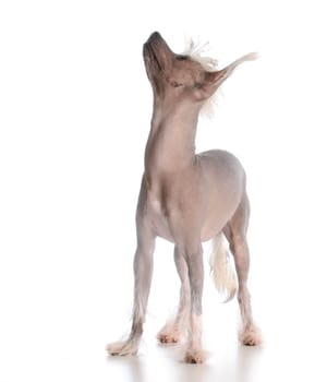 dog looking up - chinese crested puppy isolated on white background