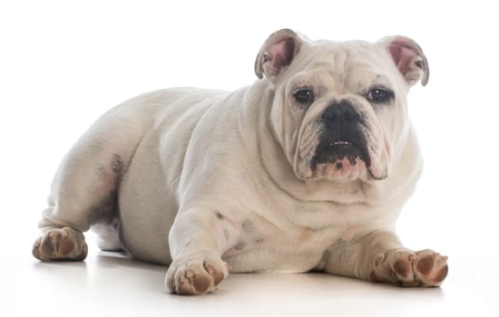 cute english bulldog laying down on white background - 6 month old male