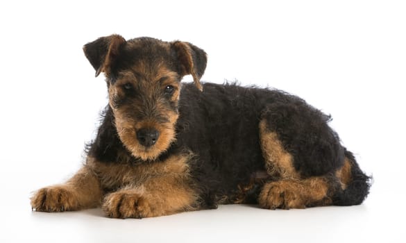 airedale terrier puppy laying down looking at viewer on white background