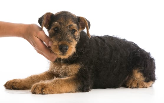 hands holding on airedale terrier puppy
