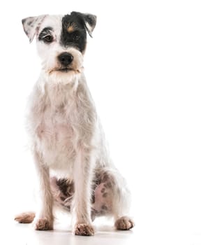 jack russel terrier sitting