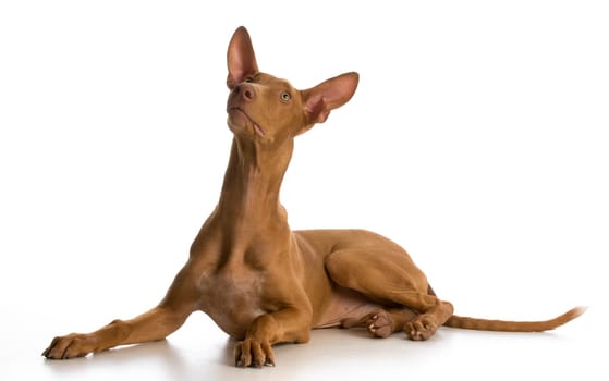 pharoah hound puppy laying down looking up on white background