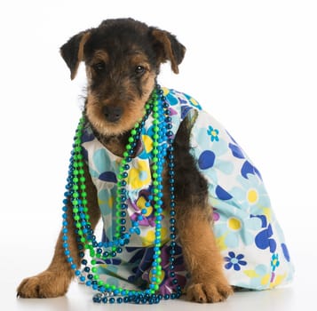 cute airedale terrier puppy wearing dress and necklace on white background