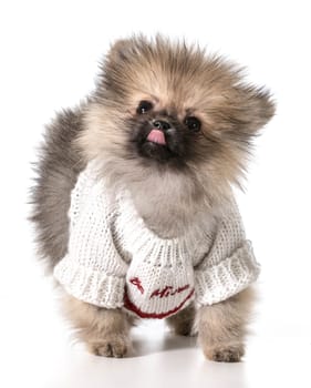 pomeranian wearing valentines day sweater