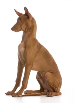 pharoah hound puppy sitting on white background