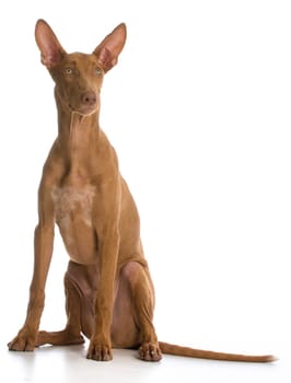 pharaoh hound sitting on white background